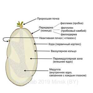 Картофель – ценный продукт для здоровья: удивительные научные открытия
