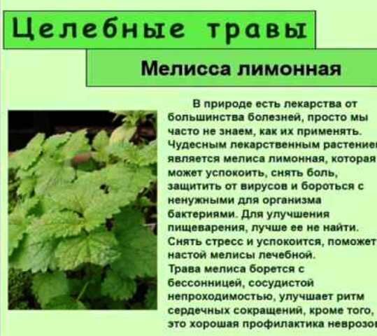 Мелисса растение описание фото