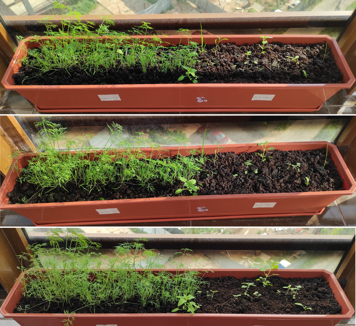 Укроп и мята 24.05-27.05.2021