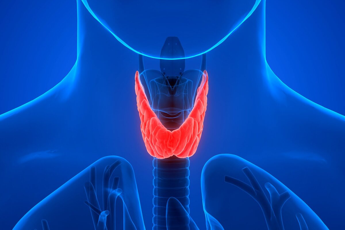 Щитовидная железа анатомия