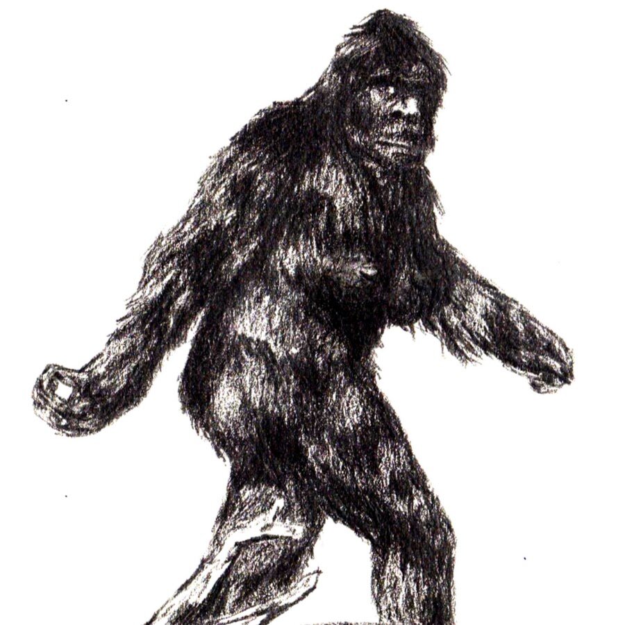Йети из Северной Америки.