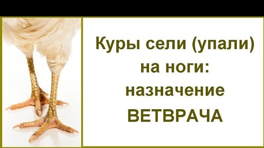 Почему цыплята и куры падают или садятся на ноги: причины и лечение