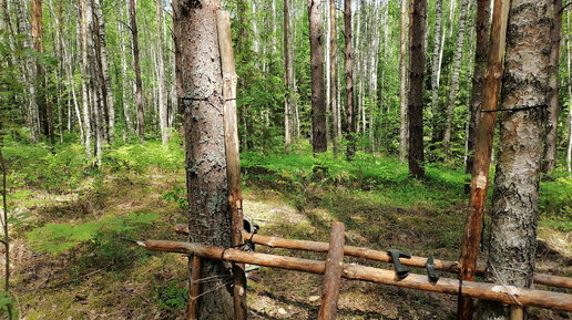 Делаю лесное укрытие из валежника: только топор, пила и веревка