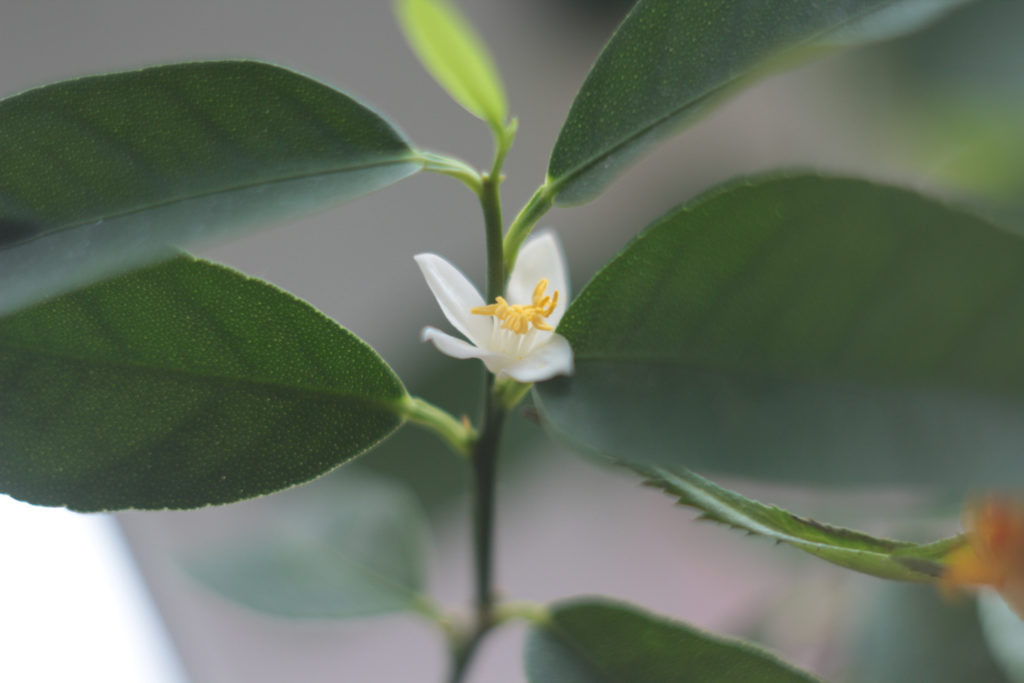 Лимонное деревце. © Ольга Никандрова