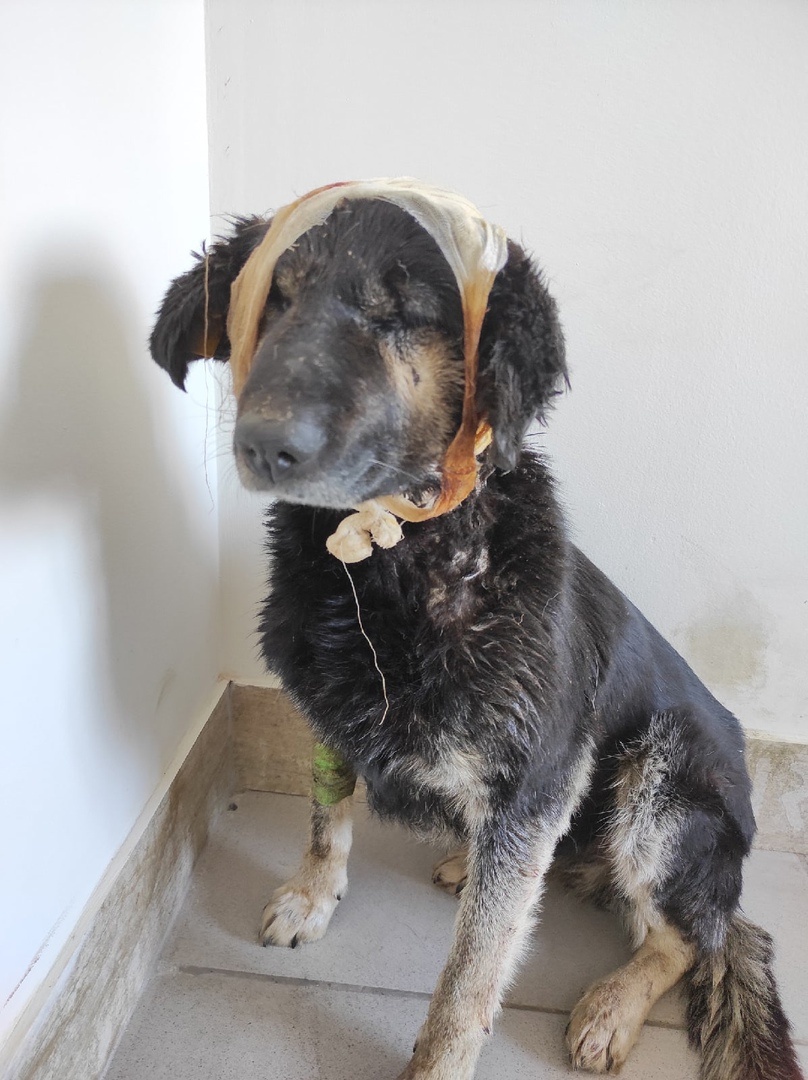 Дзен не пропускает фото с ранами, Это фото сделано уже через 2 недели лечения