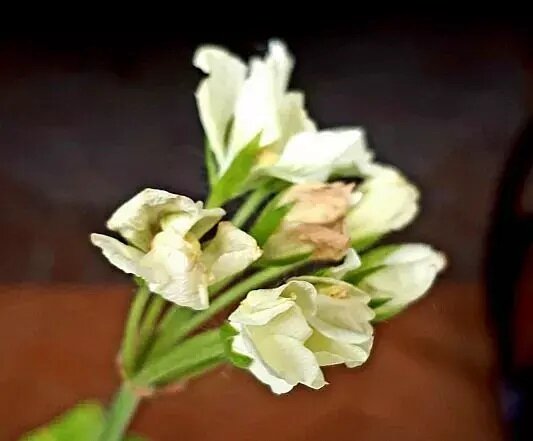 Цветущая веточка  Creamery