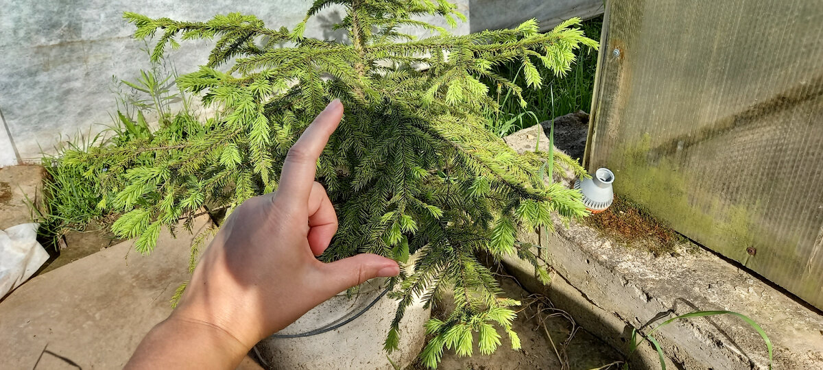 Наша елочка была вот такой. Показываю на пальцах.