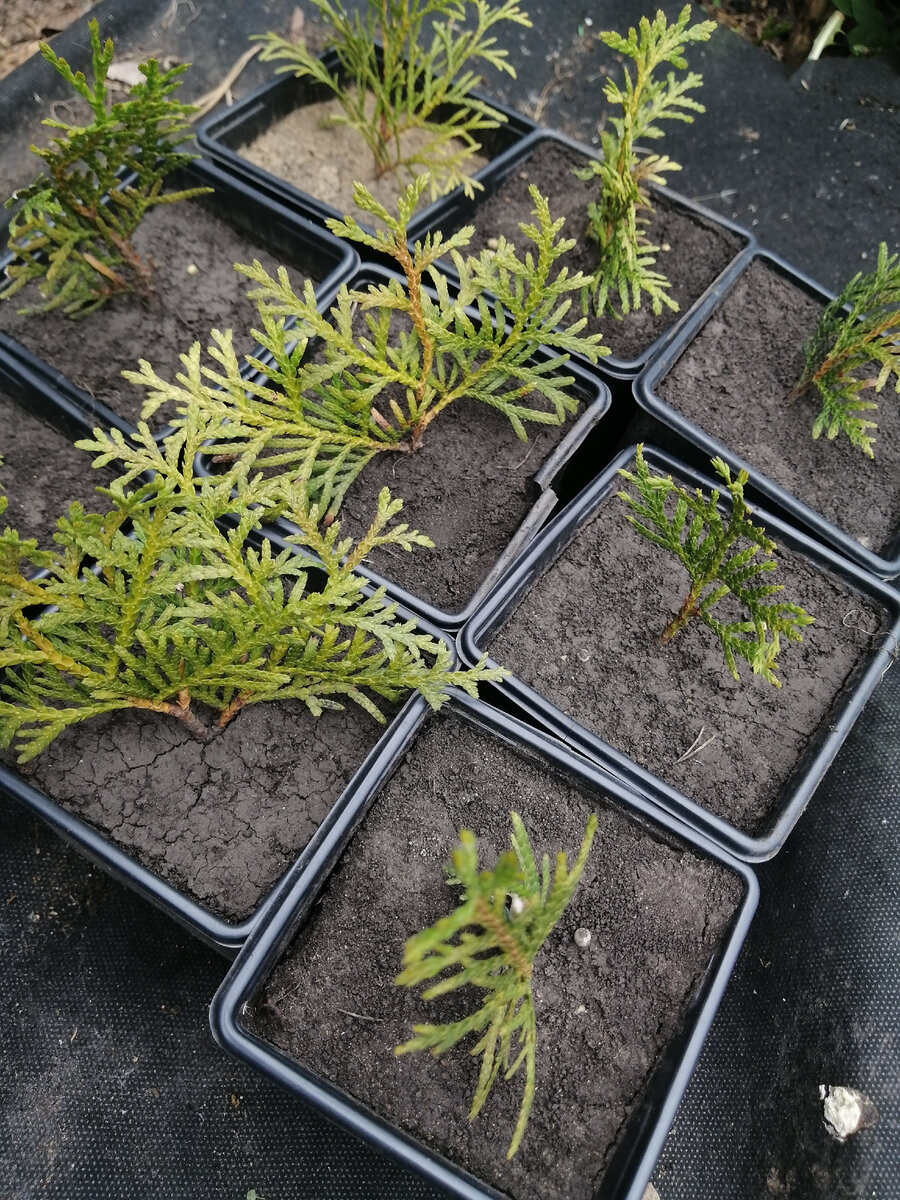 Туи западные