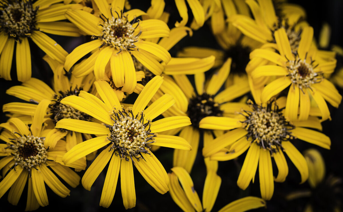 Цветет бузульник ярко желтыми цветами. При этом цветоносы могут быть разной формы.