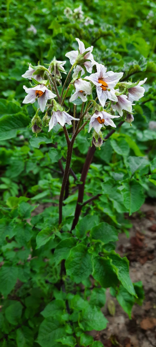 Фото с моего огорода.