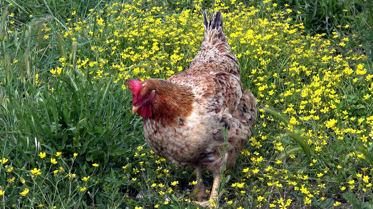 Перепелиные яйца весят в 5 раз меньше средних куриных, но такие же питательные.  Они стоят дороже, поэтому не так популярны.