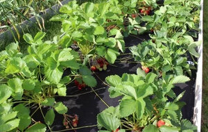 Правильная организация места посадки способствует не только борьбе с сорняками и влажностью почвы, но и помогает бороться с вредящими культуре насекомыми и некоторыми болезнями. Обустроенные грядки для клубники являются начальным этапом в выращивании данного привередливого растения и во многом влияют на будущий урожай и качество плодов. Грунт можно подготовить разными способами, но ягодные кусты будут хорошо расти только на некоторых из них, конструкции которых необходимо знать не только начинающим дачникам, но и опытным садоводам. Кроме того, для садовой клубники были разработаны специальные гряды, подходящие для возделывания даже в домашних условиях. Ознакомившись с основными видами технологии заготовки грунта и правильно выбрав место посадки, в связи с биологическими требованиями растения, следует рассчитывать на высокую урожайность вкусных ягод.