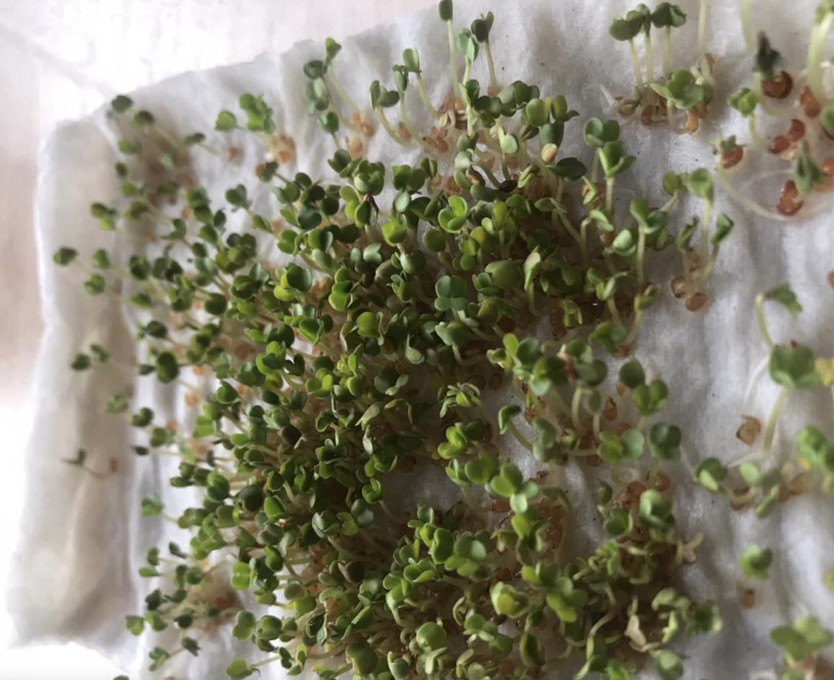 Первые побеги