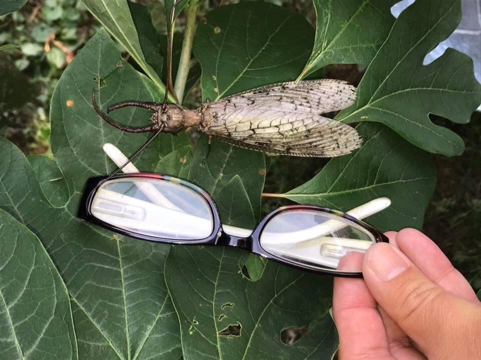 Этот парень снял очки, чтобы не видеть этого ужаса. 