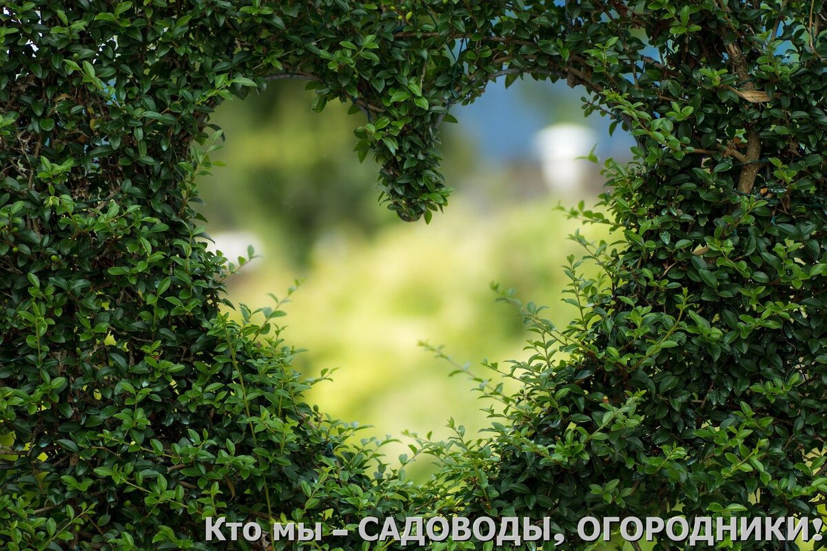 Фото с pixabay