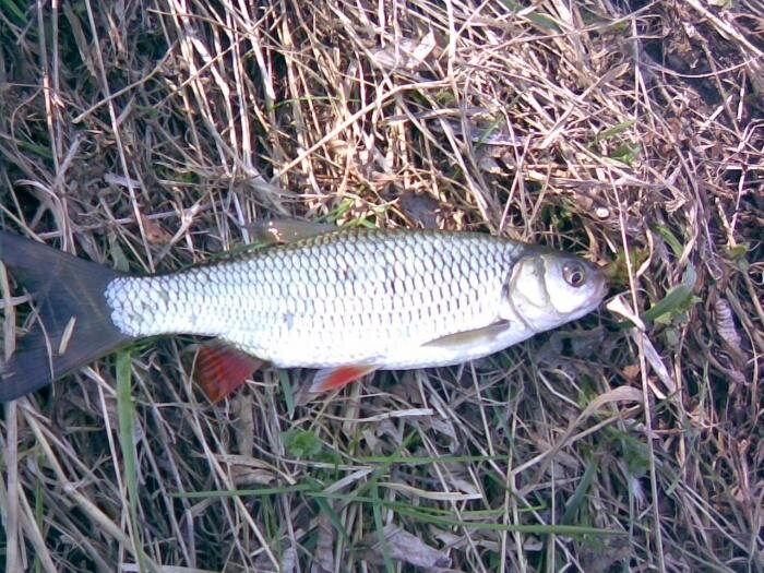 Ловля на майского жука. Жук на голавля. Воблер жук на голавля. Голавль на майского жука. Воблеры жуки на голавля.