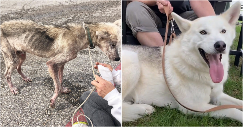 В калуге спасли вмерзшего в лед пса. Собака жертва живодера. Собака спасла от дронов. Собака спасла от дронов. Собака, которая спасла пасху.