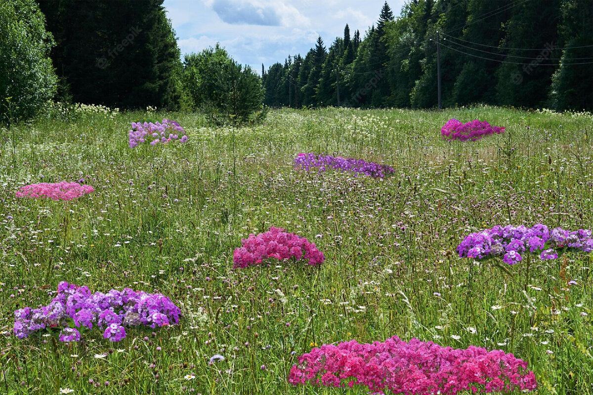 5 лучших и 5 неподходящих цветов для луга в стиле Naturgarten | Сад под  Петербургом | Дзен