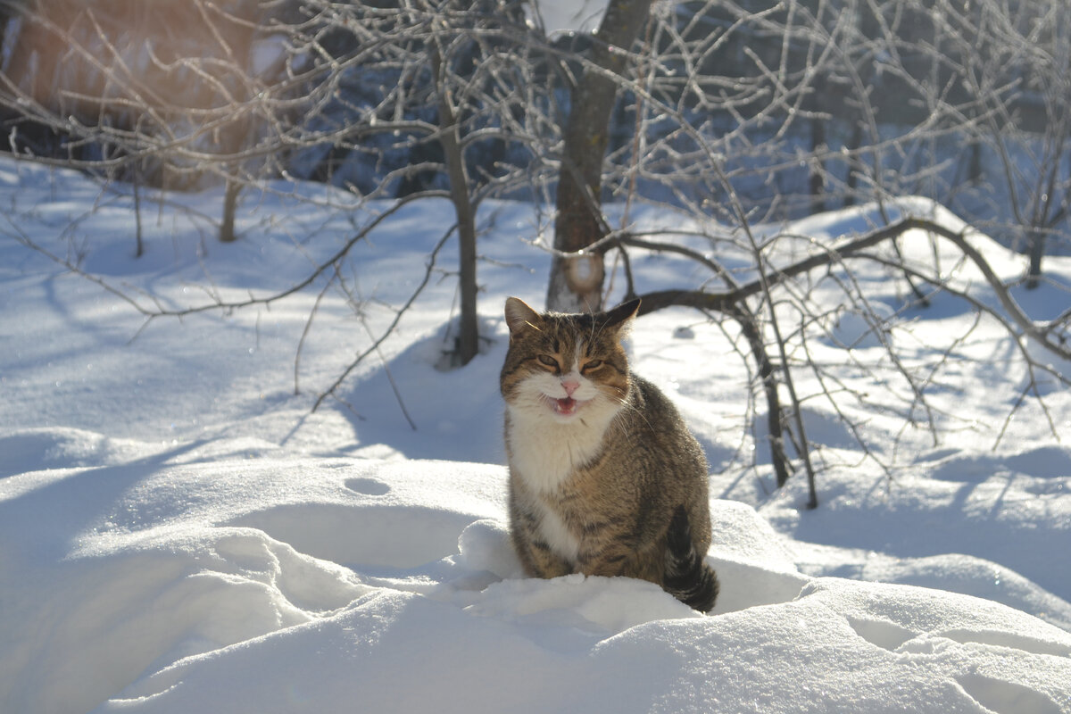 Потомок Дикого Европейского лесного кота, так называемый Felis silvestris.