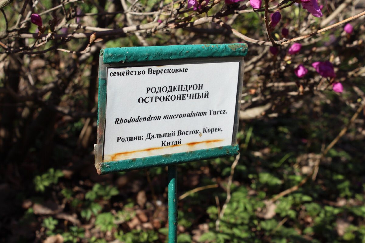 Выглядело это примерно так. Фотографии из Ботсада)