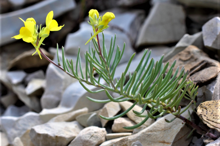 Льнянка маркотхская, или Linaria markotchensis (Plantaginaceae). Фото: Антон Попович