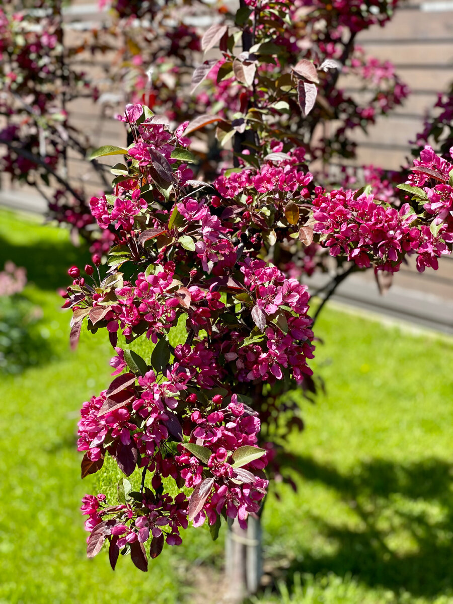 Декоративная яблоня