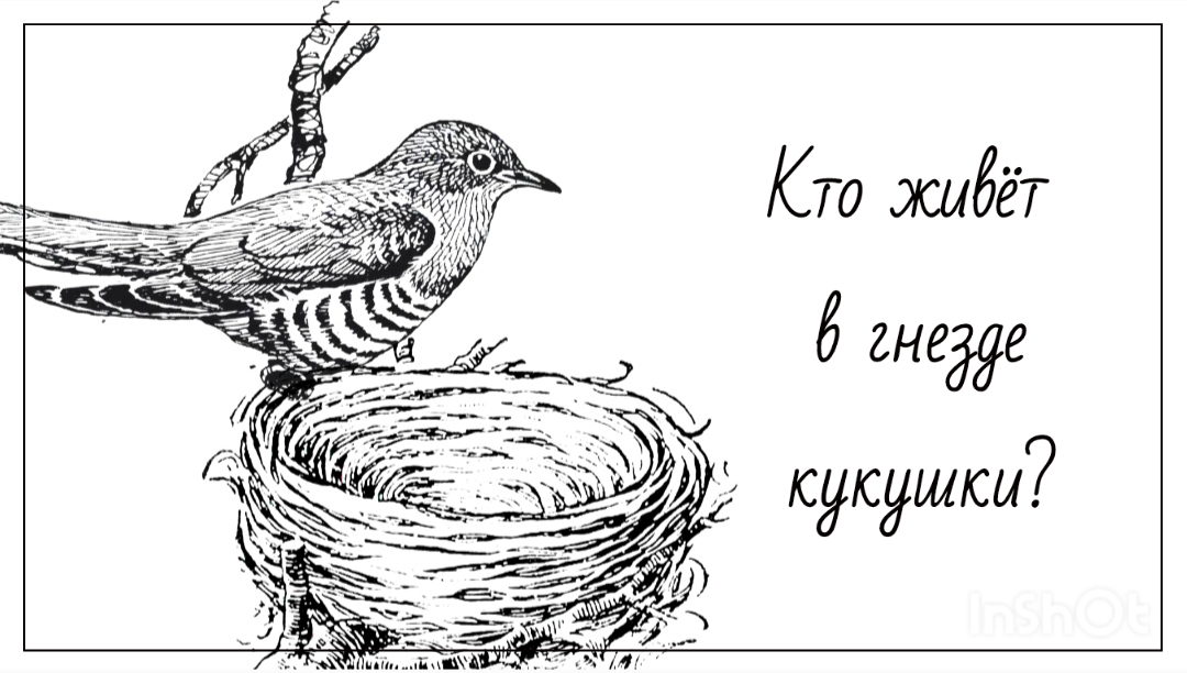 Как нарисовать гнездо кукушки