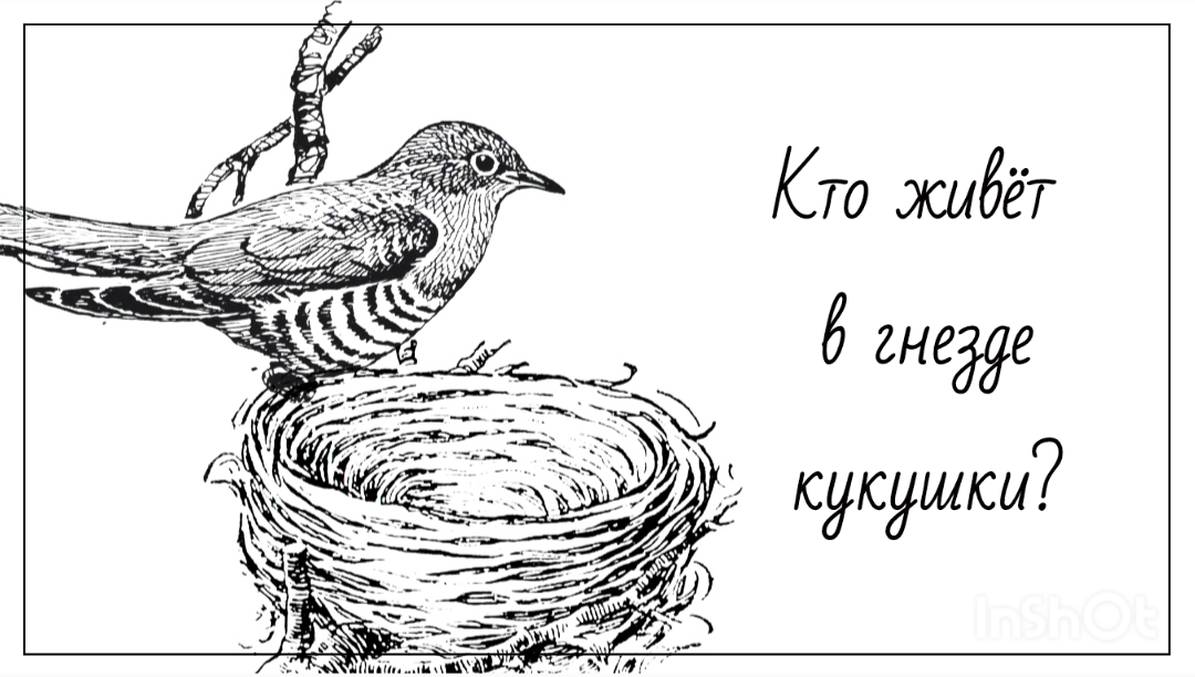 Раскраска чик чирикино. Кукушонок в гнезде рисунок. Гнездо кукушки. Кукушка рисунок.