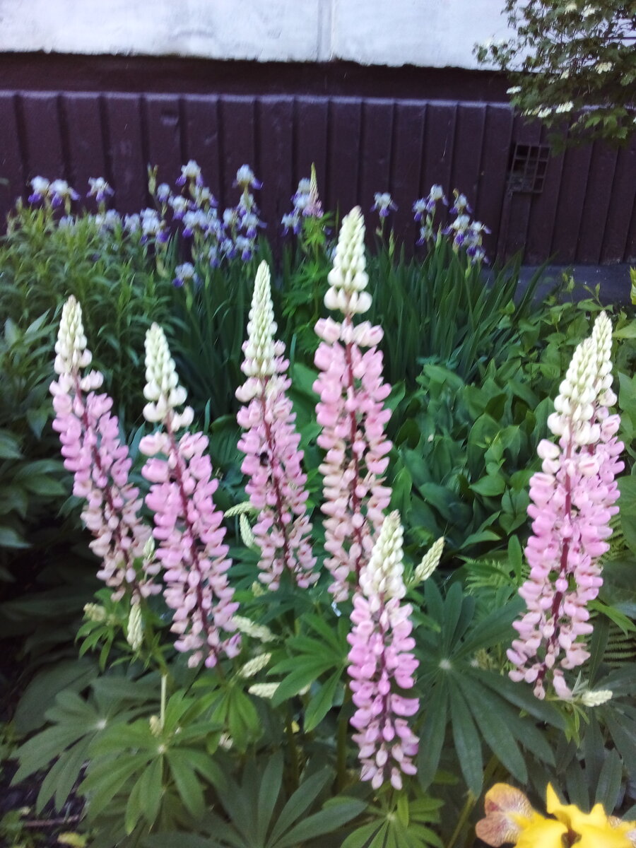 Фото Андреевой