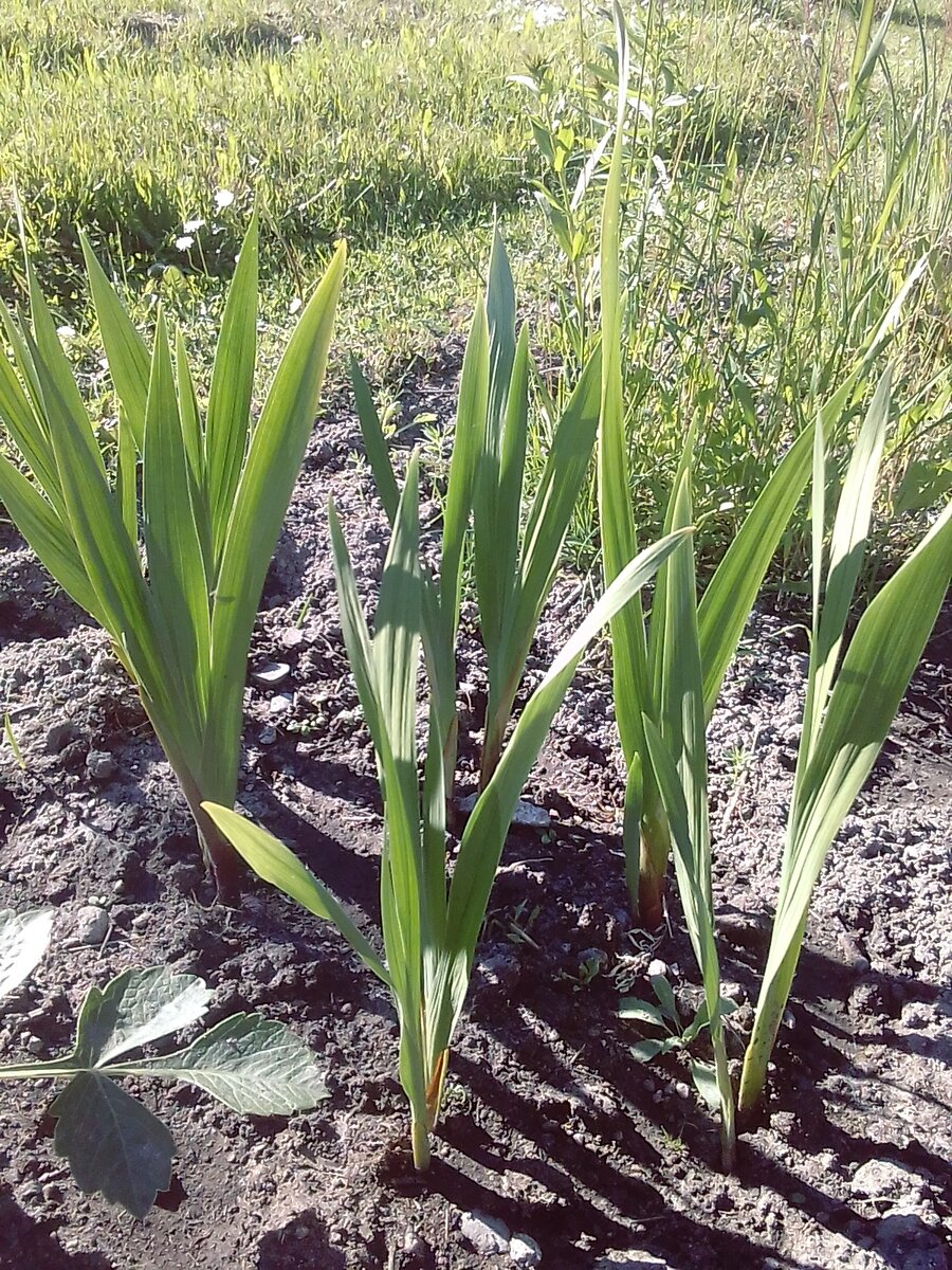 Гладиолусы