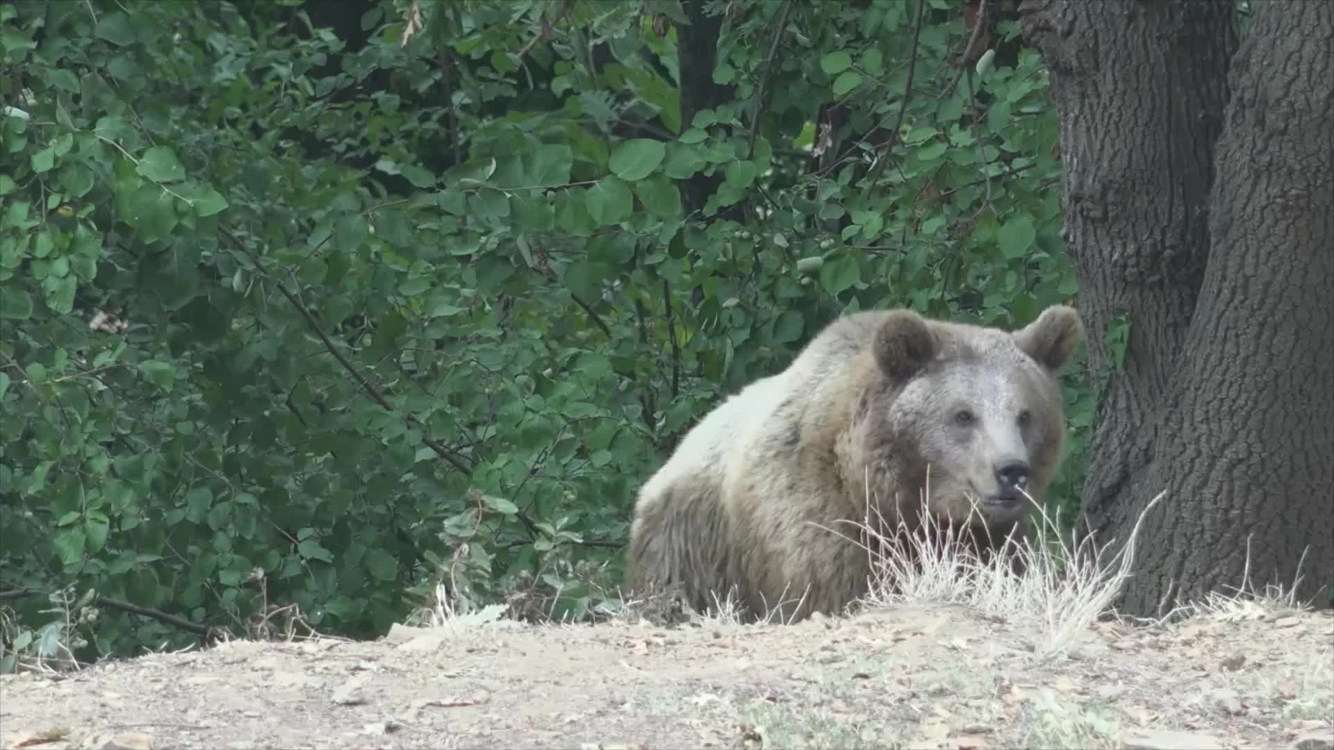 Медведь арт - 60 фото