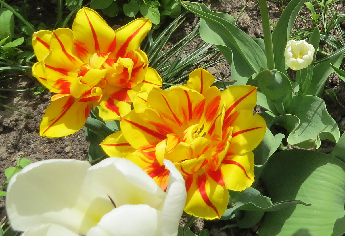 Пересорт у меня на клумбе. Видимо, сорт "Monsella".