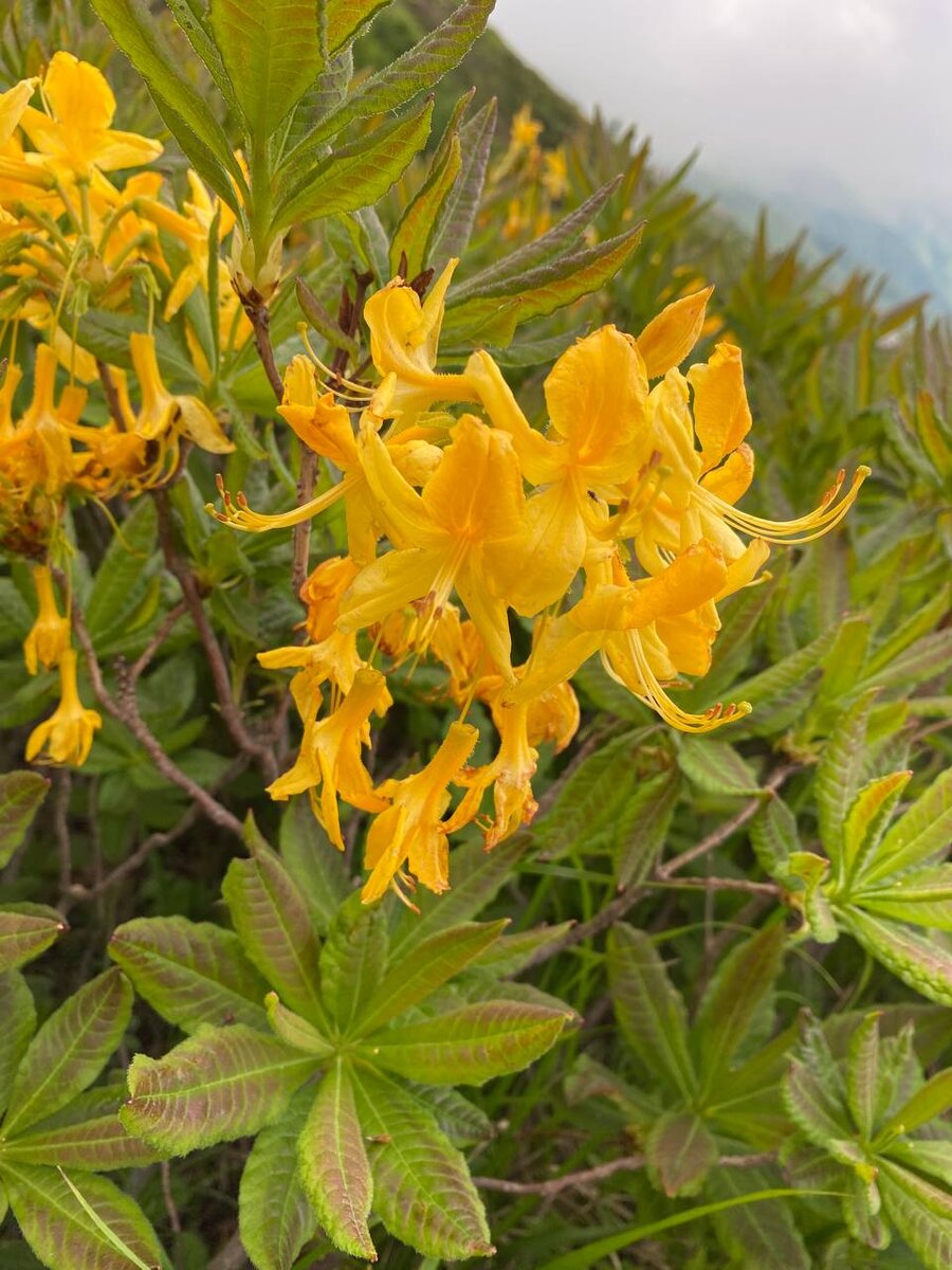 Рододендрон желтый