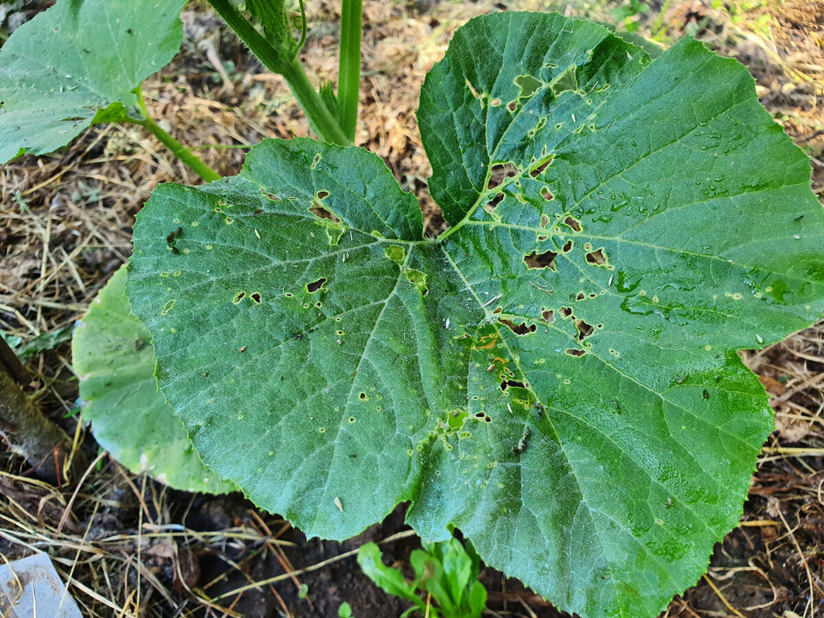 Антракноз огурцов. Coleosporium tussilaginis. Антракноз кабачков. Альтернариоз огурцов.