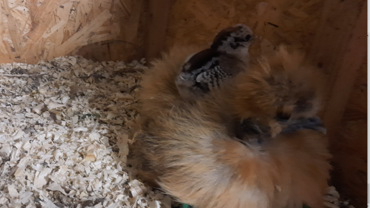 Наседка шелковая с приемным цыпленком