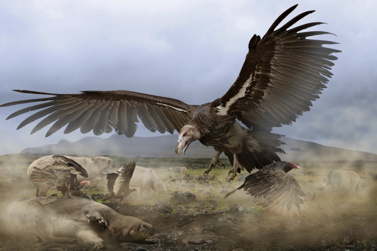 Аргентавис глазами художника