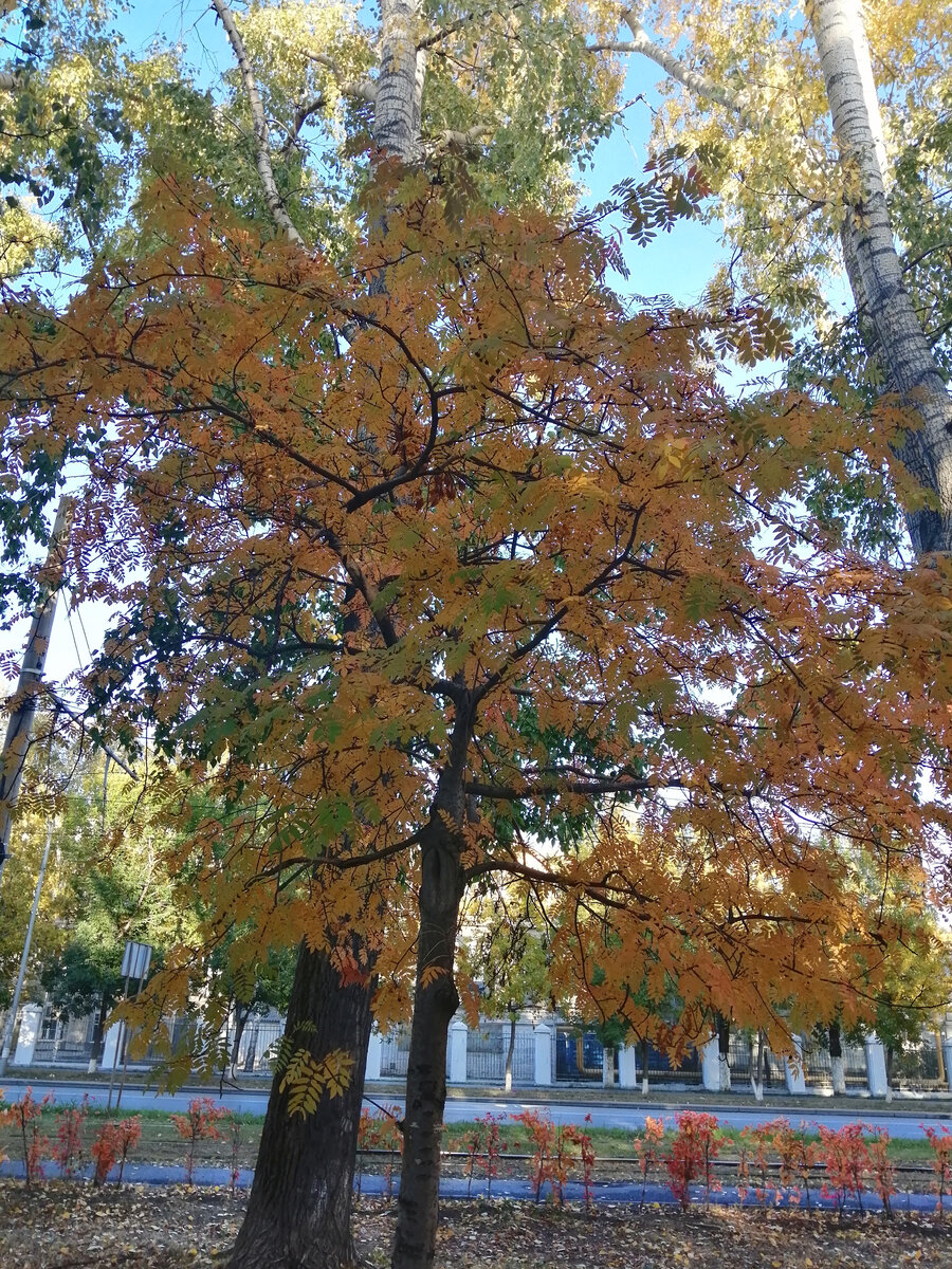 Краски осени