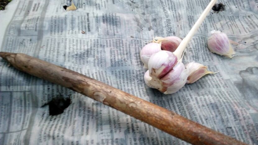 Иллюстрация взята с сайта мои-6-соток.рф