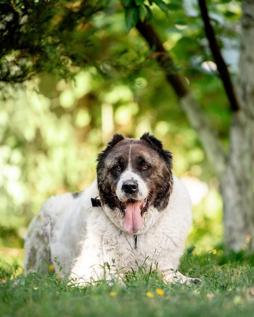    instagram.com/puppy_russia admin