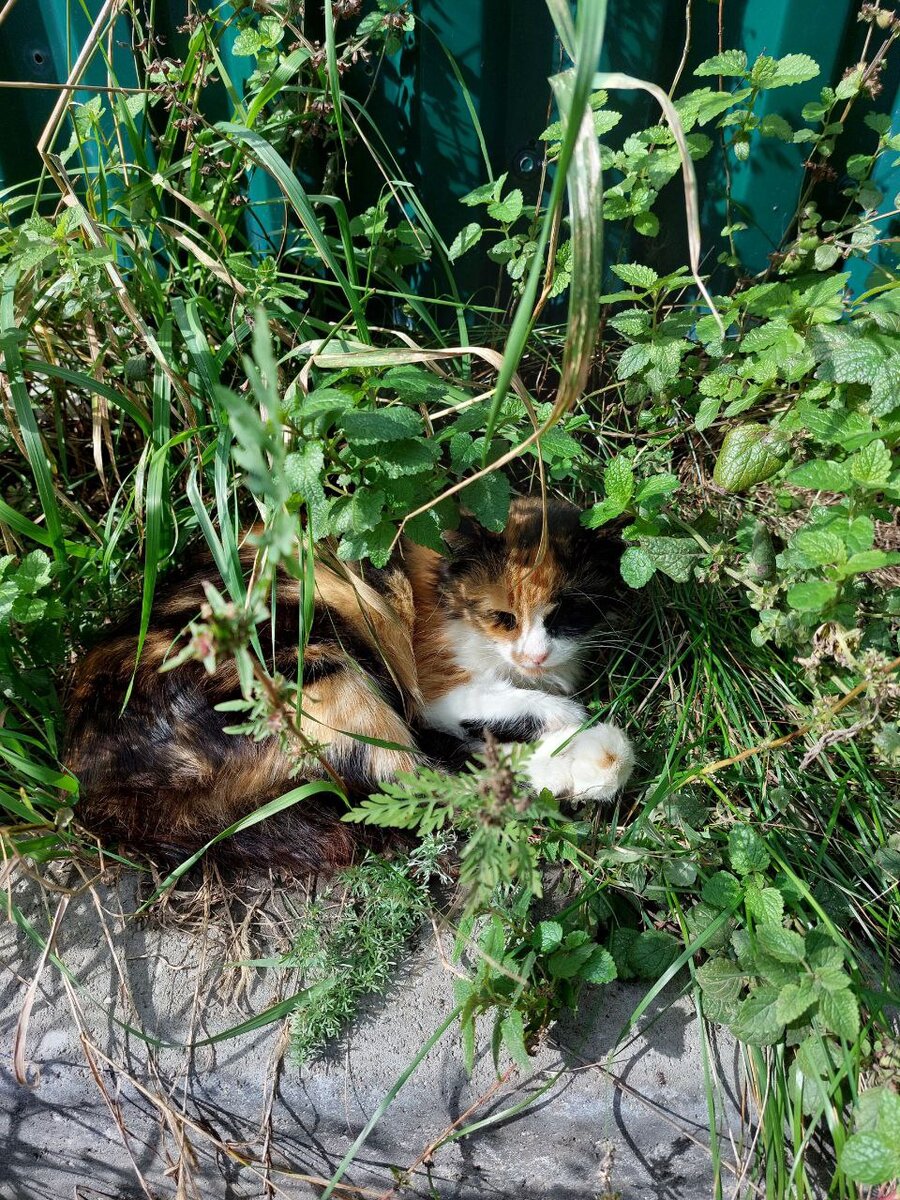 Машка сидела на скамейке болтая ногами, письмо  трепыхалось у неё в руке от тёплого летнего ветерка. Мурка спокойно спала в мелкой крапиве под лавкой.