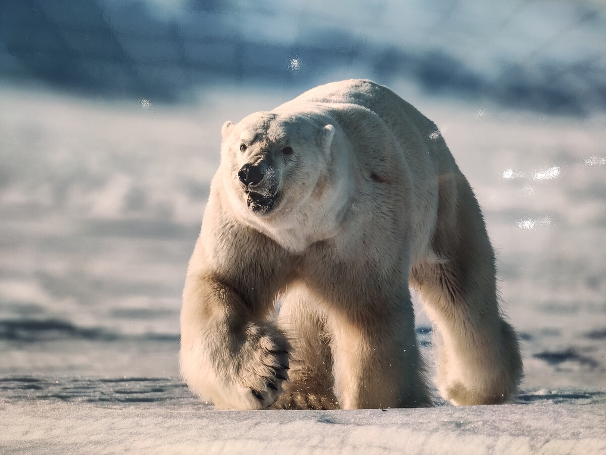 Золотая черепах. Золотая черепаха 2022 фотоконкурс. Выставка Золотая черепаха 2022 в Москве. Золотая черепаха конкурс фото. Фотоконкурс Золотая черепаха логотип.