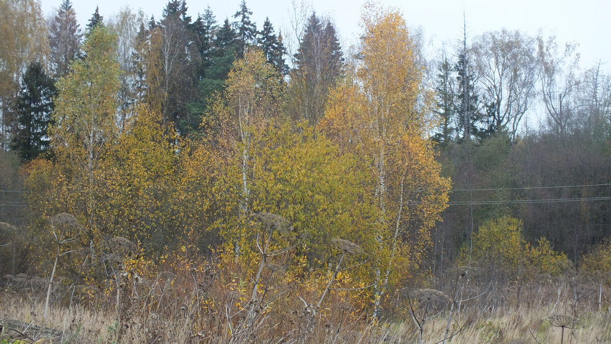 Осенний пейзажи на рыбалке.