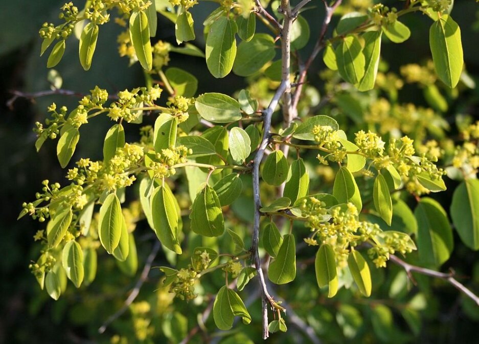 Держи-дерево. Фото из открытых источников. 