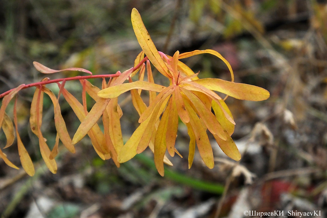 Цветное пятно, которое меня остановило, когда я переносил доски для настила в укрытие. Извините за грубость – «цветное пятно». ПОНРАВИЛОСЬ растение в осенней одежде, тем более, что ОНО махало мне приветственно.