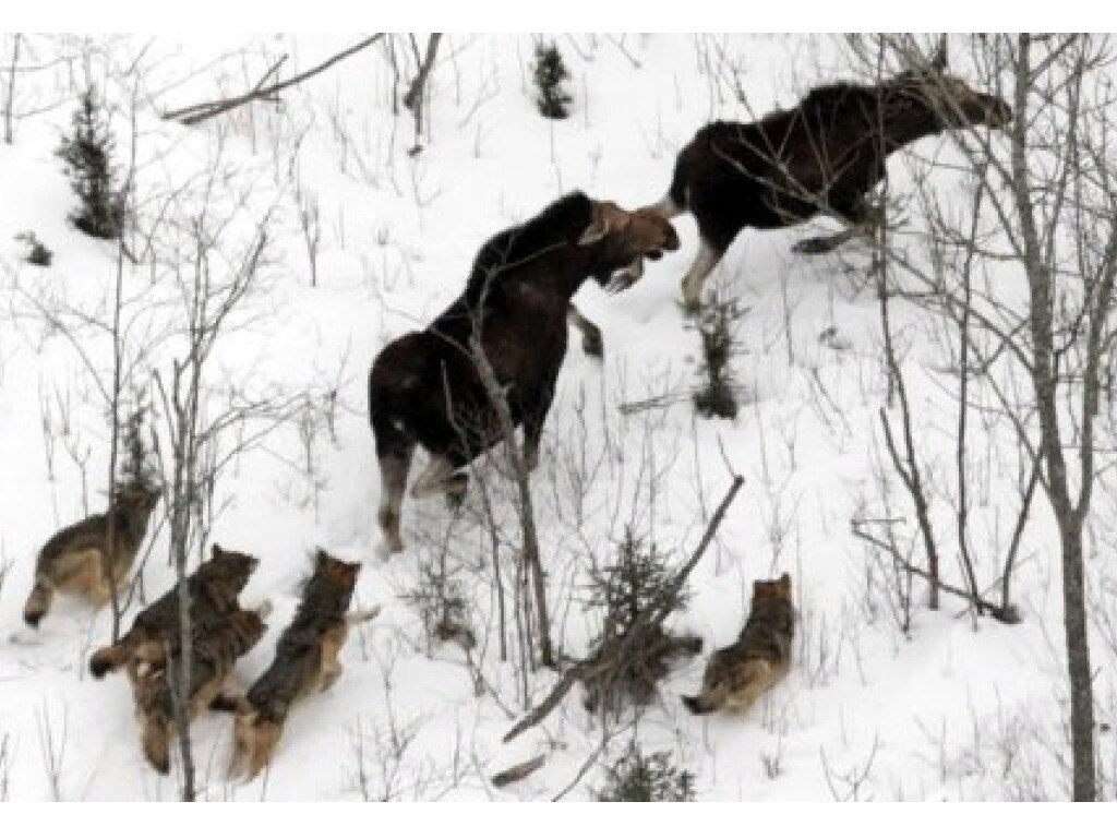 Нападение волков на лося. Фото из открытых источников.