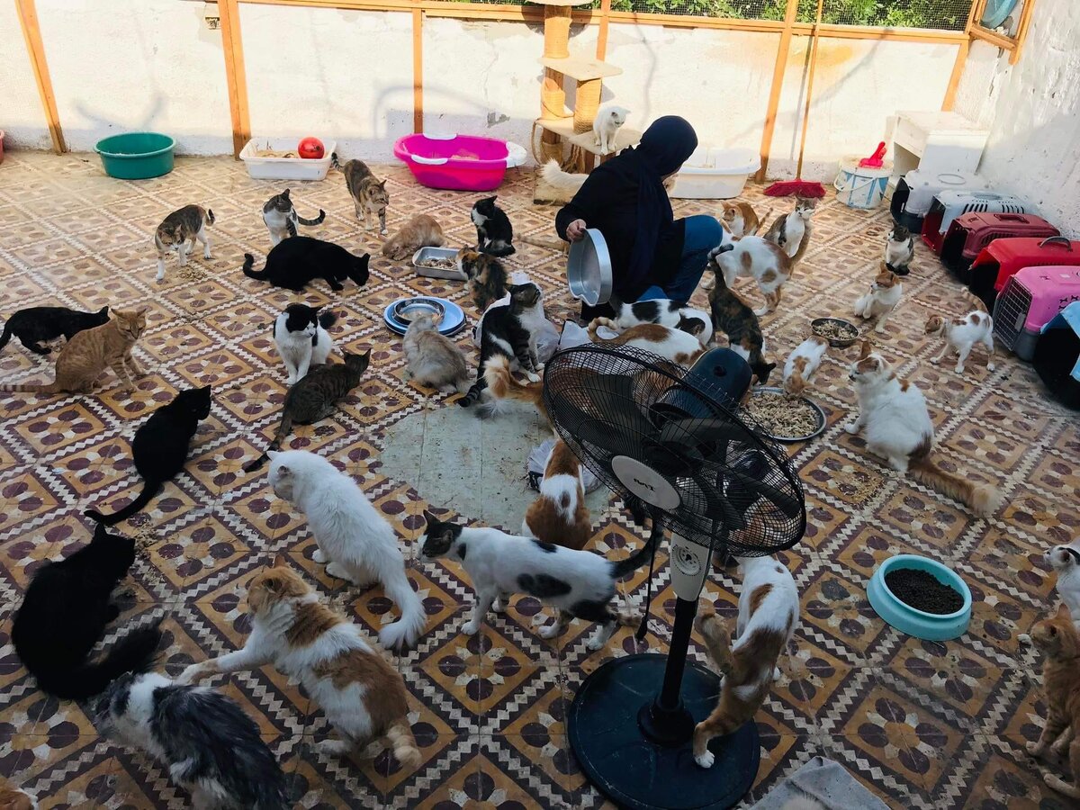 Красивые клички для кошек