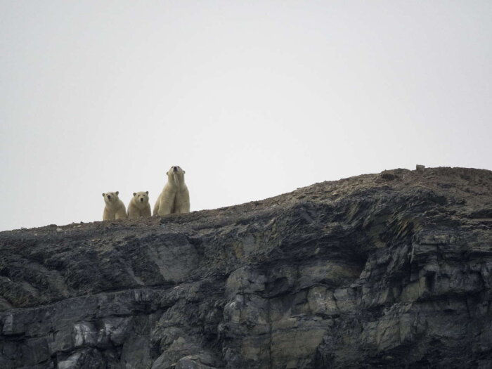  Фото: сайт заповедника "Остров Врангеля"