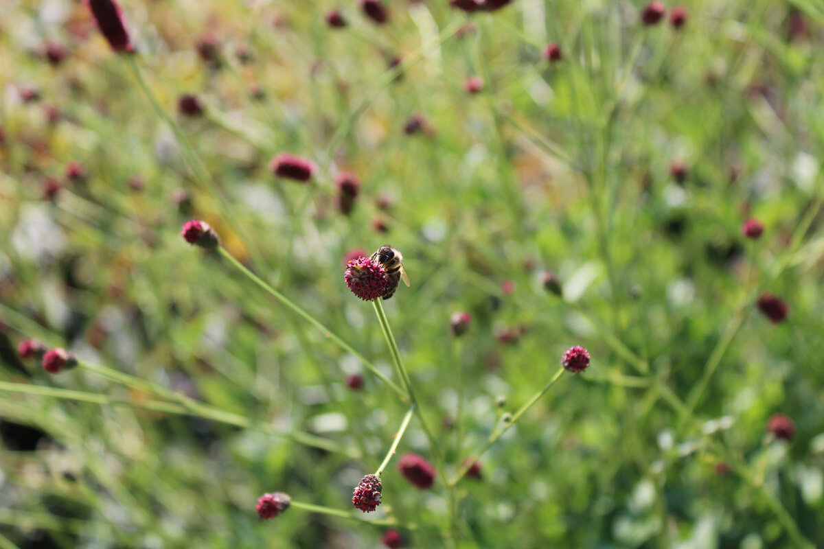 кровохлебка