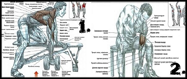 Упражнения участвующие в эксперименте: 1- тяга гантели в наклоне, 2- подъём гантели на бицепс. Схемы взяты из книги Ф. Дэлавье "Анатомия силовых упражнений".