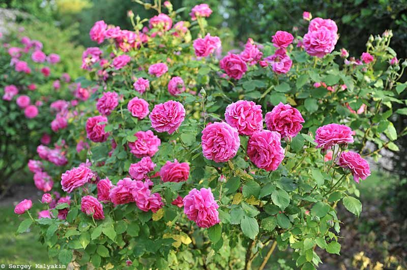 Роза ‘Madame Isaac Pereire’